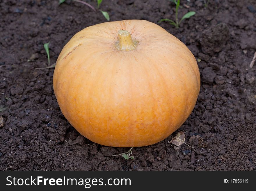 Yellow big pumpkin on a brown ground