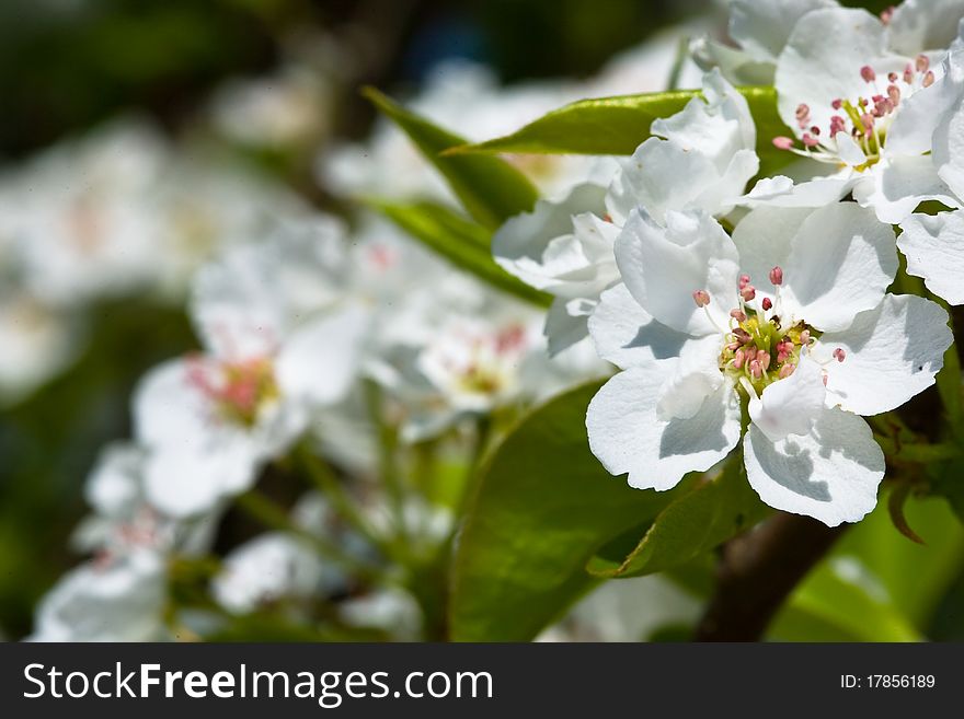 White Flowers Of Apple Tree