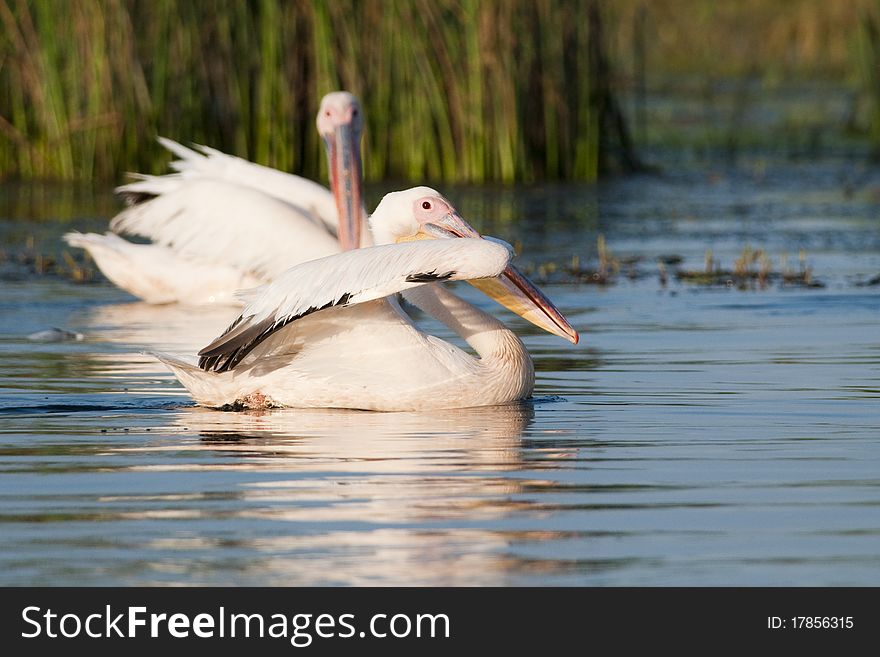 White Pelicans on water in summer