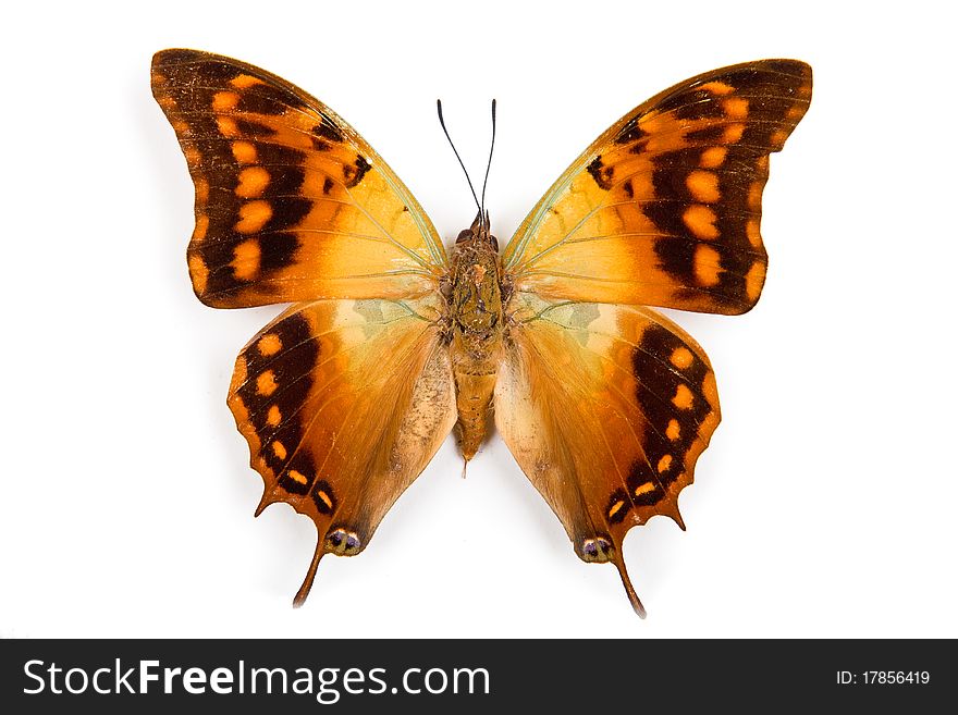 Butterfly Charaxes candiope isolated on white background