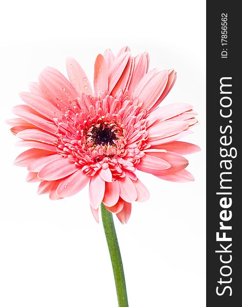 Several gerberas on white background. Several gerberas on white background