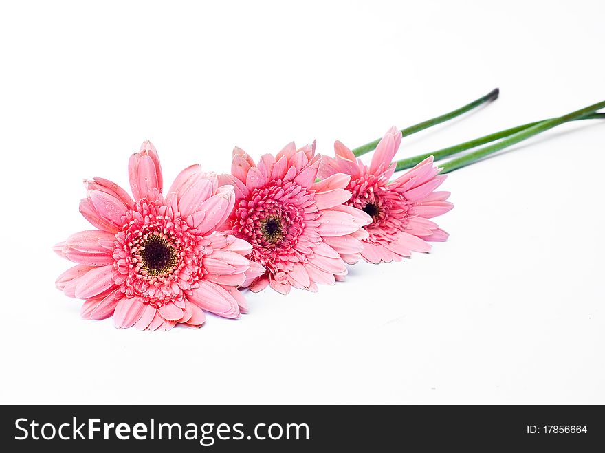 Several gerberas on white background. Several gerberas on white background