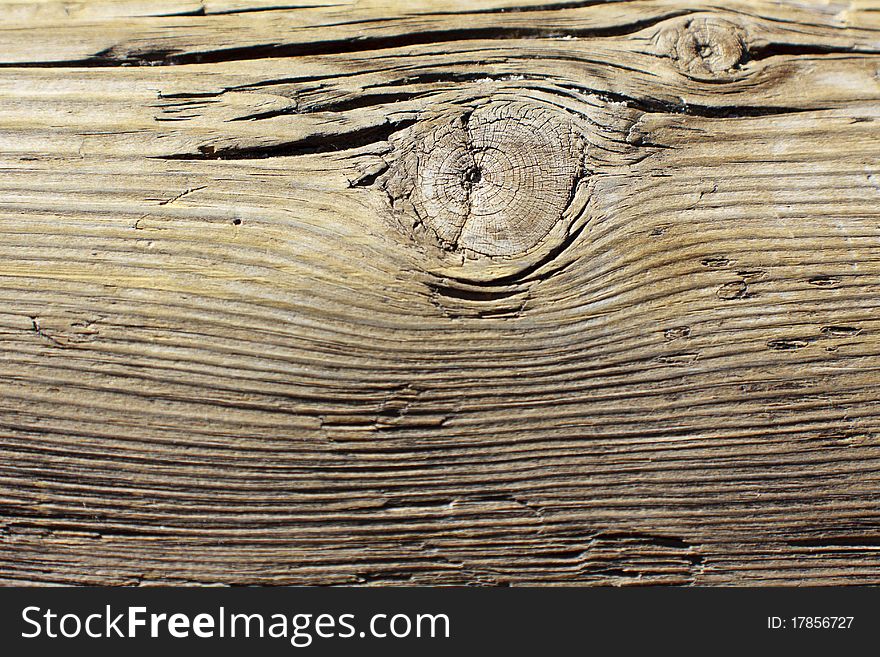 Veins of an old wooden trunk. Veins of an old wooden trunk