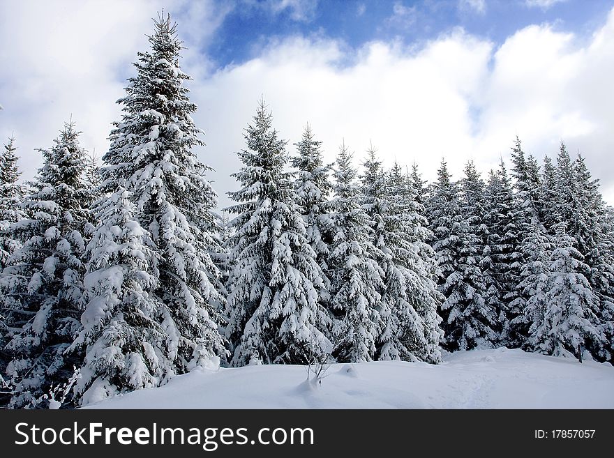 Winter tree in Carpathian mountain