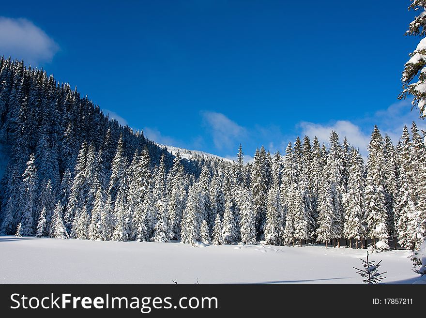 Winter tree in Carpathian mountain
