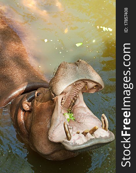 Hippopotamus eat cucumbers, Thailand, Khao-Kheow