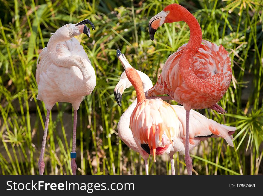Flamingo (Phoenicopterus chilensis) Flock Arguing. Flamingo (Phoenicopterus chilensis) Flock Arguing