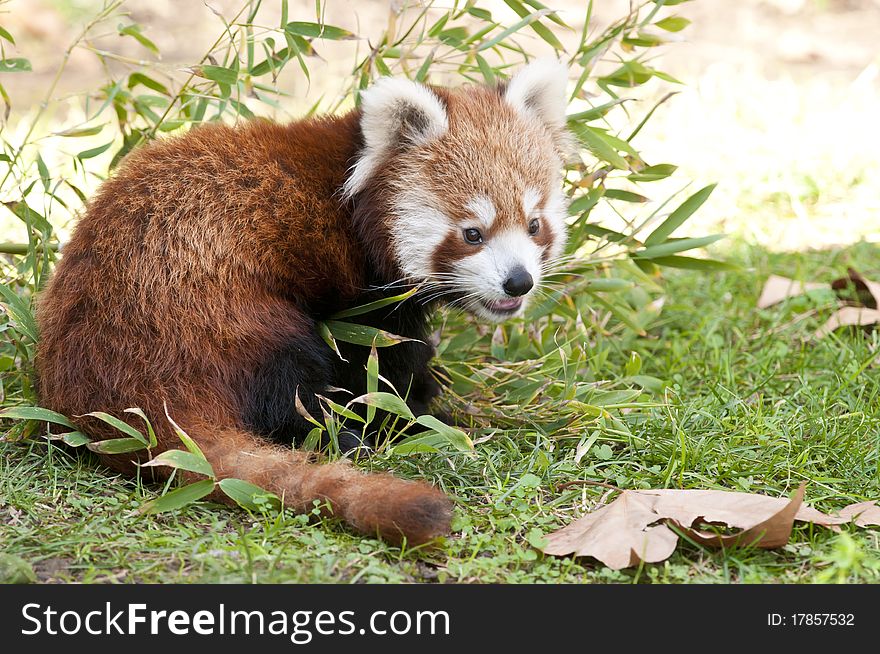 Red Panda (Ailurus fulgens) in autumn. Red Panda (Ailurus fulgens) in autumn