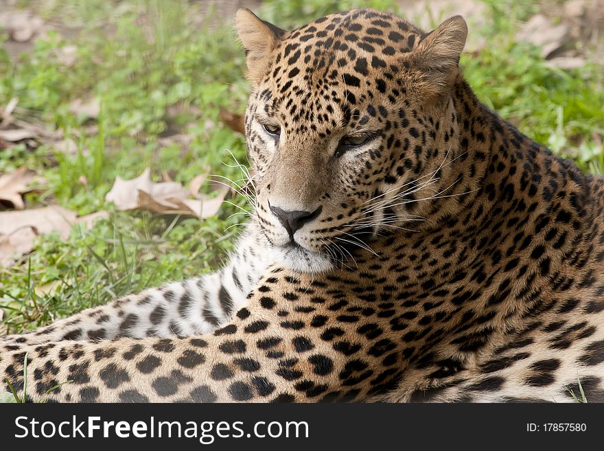 Leopard laid down portrait at zoo