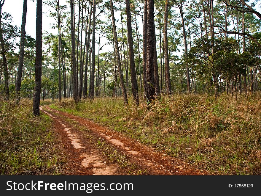 Road through the forest.