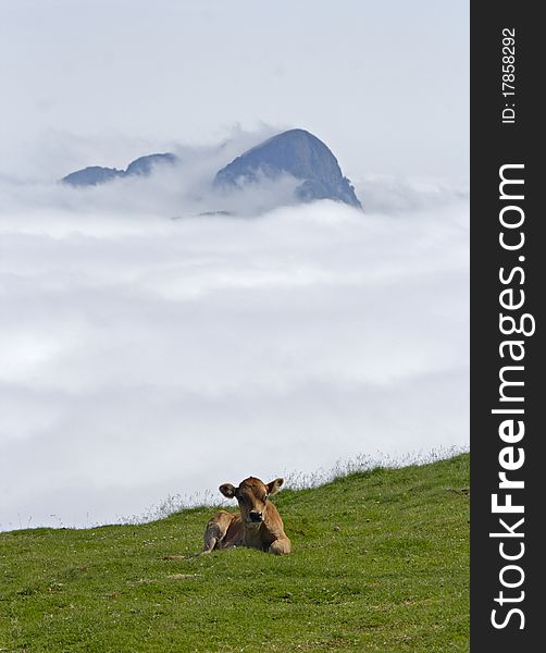 Cow grazing in Euskadi