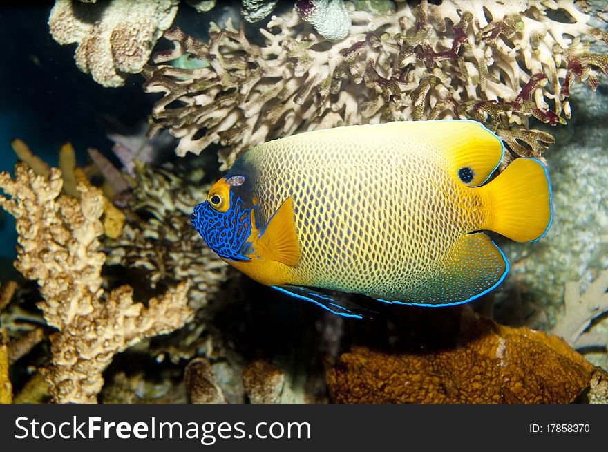 Blueface or Yellowface or Yellowmask Angelfish (Pomacanthus xanthometopon) in Aquarium