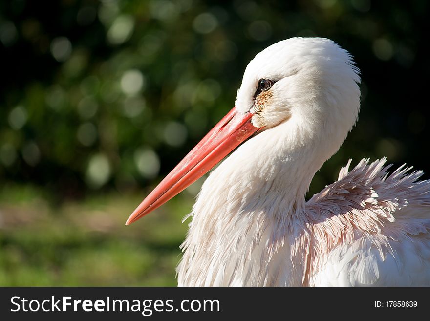 A close up of the head of a stork. A close up of the head of a stork