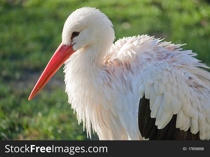 A close up of the head of a stork. A close up of the head of a stork