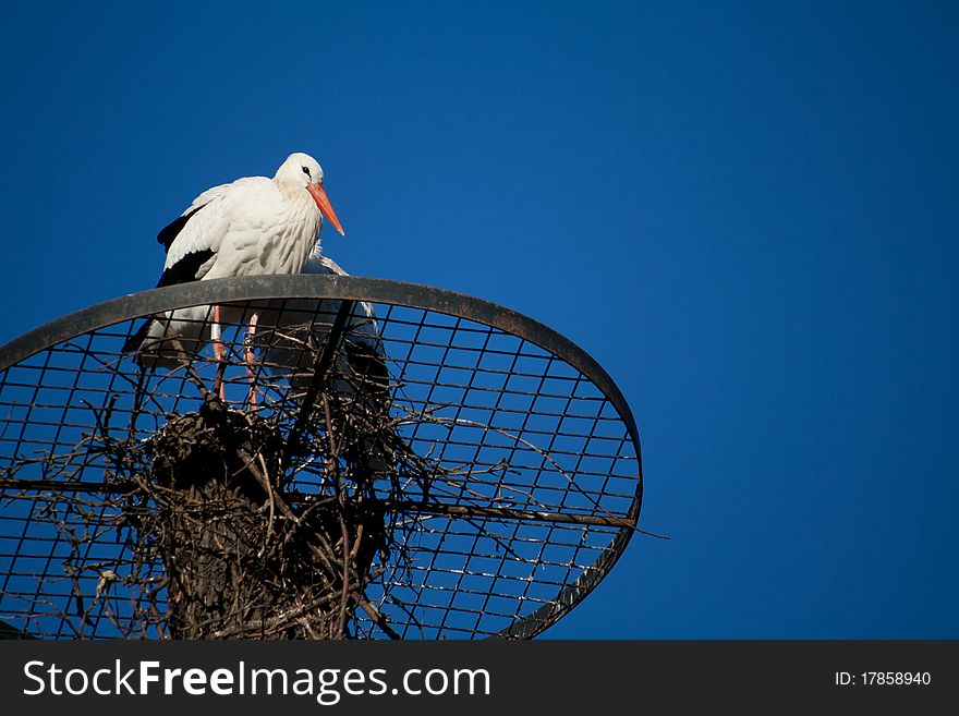 A adult stork sitting in th nest. A adult stork sitting in th nest
