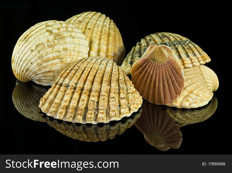 Seashells on black glossy surface