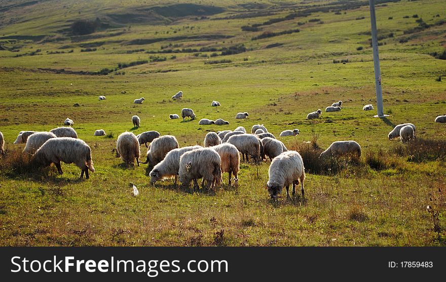 A lots of sheep that eat on a land in a worm day of summer. EXIF: f/5.6, 1/640, ISO 200. A lots of sheep that eat on a land in a worm day of summer. EXIF: f/5.6, 1/640, ISO 200