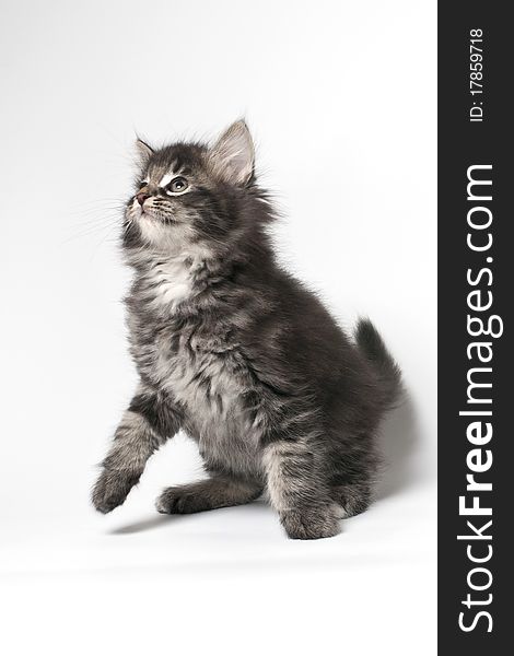 Norwegian forest cat breed pets