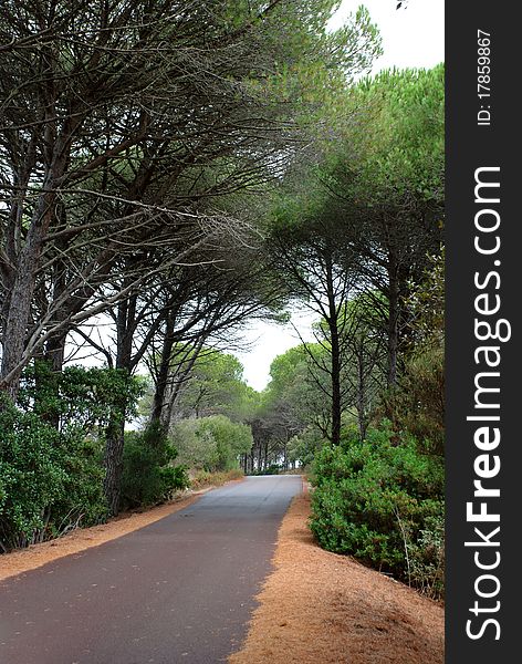 Road with pine trees in Sardinia. Road with pine trees in Sardinia