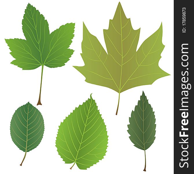 Green leaves set for web design