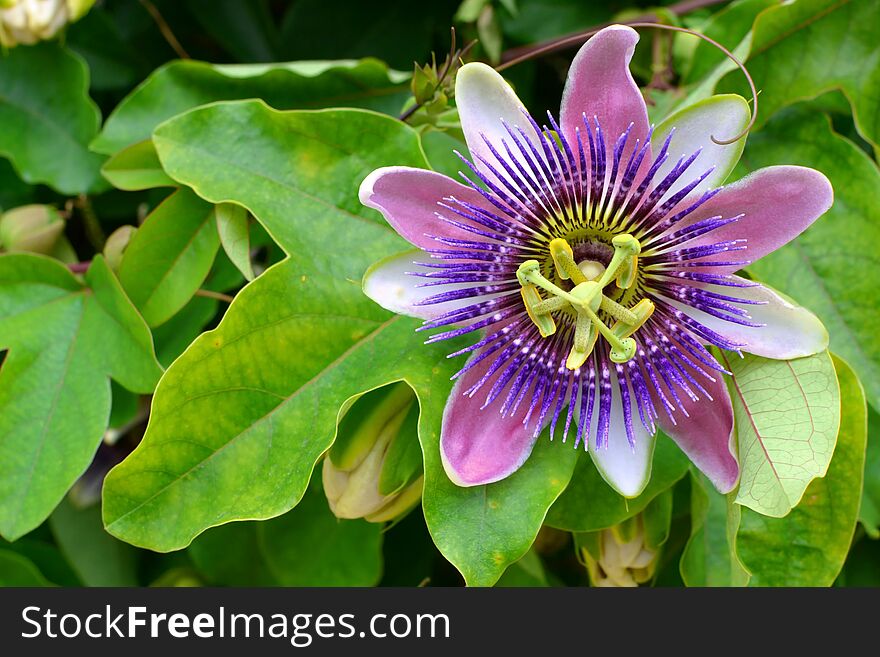 purple passion flower, passion flower and green leaves