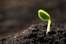Little Green Seedling Growing In Soil. Space For Text Stock Photography