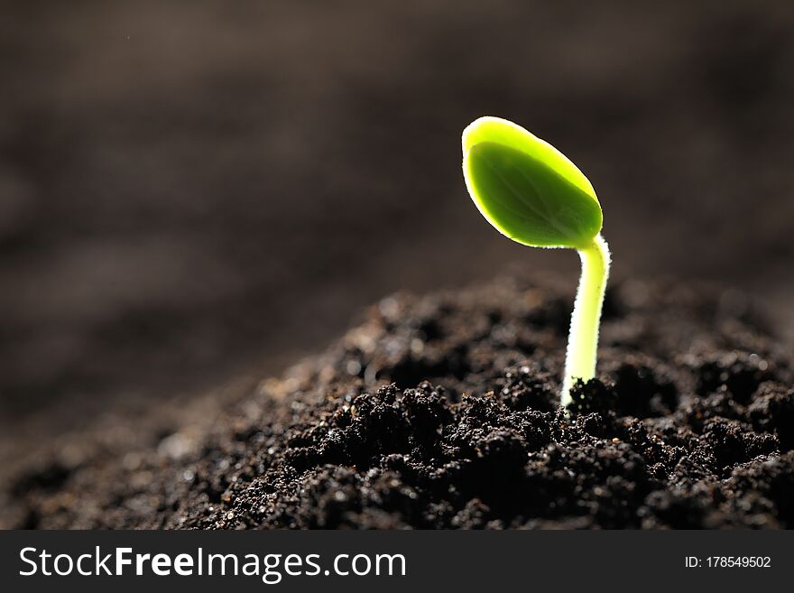 Little green seedling growing in soil, closeup. Space for text