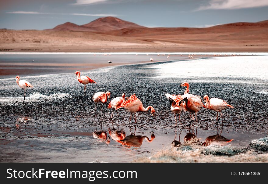 Pink flamingos at exciting lagoon scenery. Pink flamingos at exciting lagoon scenery