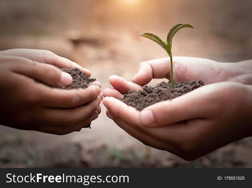 Trees growing from fertile soil and hands are going to use the soil to nourish the trees. Concept of environmental awareness Complete soil, agriculture, preserve global warming by planting trees