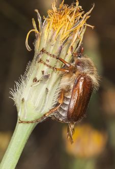 Chafer Beetle (amphimallon Falleni) Royalty Free Stock Image Chafer Beetle (amphimallon Falleni) Royalty Free Stock Image