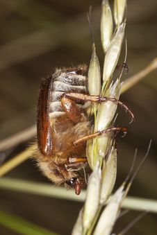 Chafer Beetle (amphimallon Falleni) Royalty Free Stock Image Chafer Beetle (amphimallon Falleni) Royalty Free Stock Image