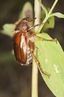 Chafer Beetle (amphimallon Falleni) Stock Images Chafer Beetle (amphimallon Falleni) Stock Images