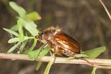 Chafer Beetle (amphimallon Falleni) Stock Photo Chafer Beetle (amphimallon Falleni) Stock Photo