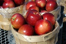 Basket Of Apples Stock Photography