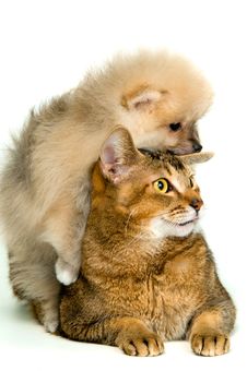 Cat And Puppy Stock Photography Cat And Puppy Stock Photography