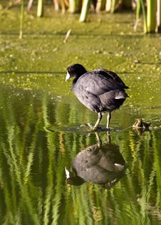American Coot Royalty Free Stock Photo