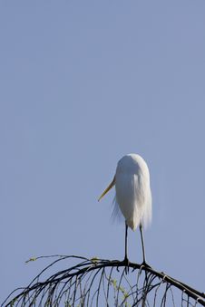 Egret Standing On Branch Stock Image Egret Standing On Branch Stock Image
