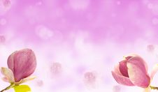 Magnolia Royalty Free Stock Photos Magnolia Royalty Free Stock Photos