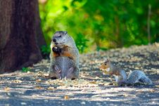 Groundhog & Squirrel Have Lunch Royalty Free Stock Photography
