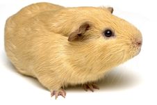 Guinea Pig Sniffing Royalty Free Stock Images