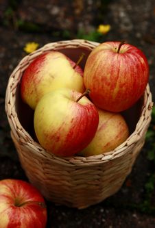 Apples Royalty Free Stock Images Apples Royalty Free Stock Images