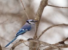 Blue Jay, Cyanocitta Cristata Stock Image Blue Jay, Cyanocitta Cristata Stock Image