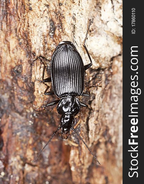 Ground beetle (Agonum) macro photo