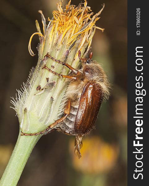 Chafer beetle (amphimallon falleni) sitting on stem