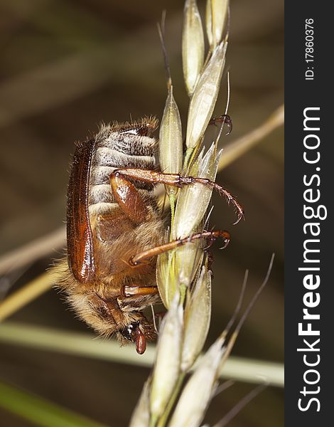 Chafer beetle (amphimallon falleni) sitting on stem