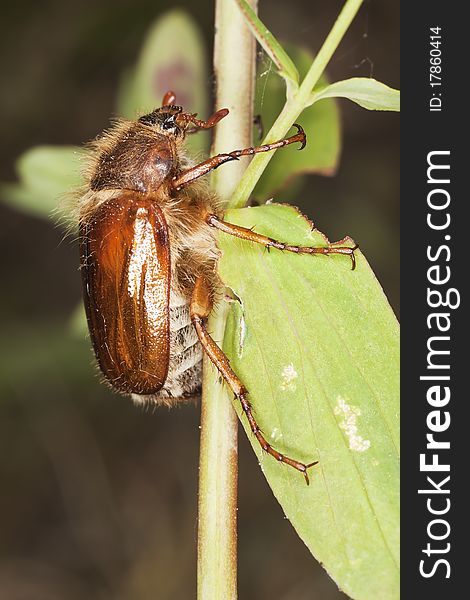 Chafer beetle (amphimallon falleni) sitting on stem