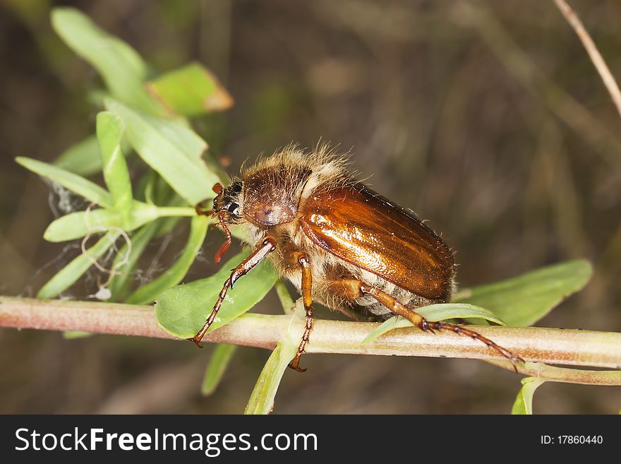 Chafer beetle (amphimallon falleni) sitting on stem