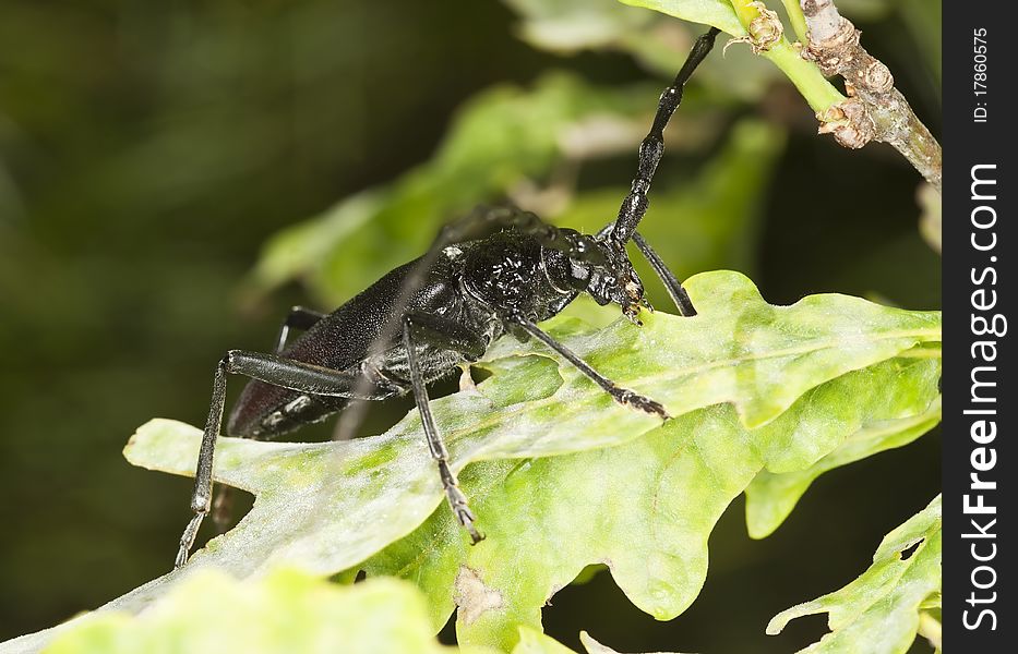 Great capricorn beetle (Cerambyx cerdo) Macro photo.