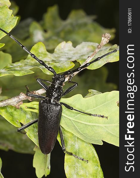 Great capricorn beetle (Cerambyx cerdo) Macro photo.