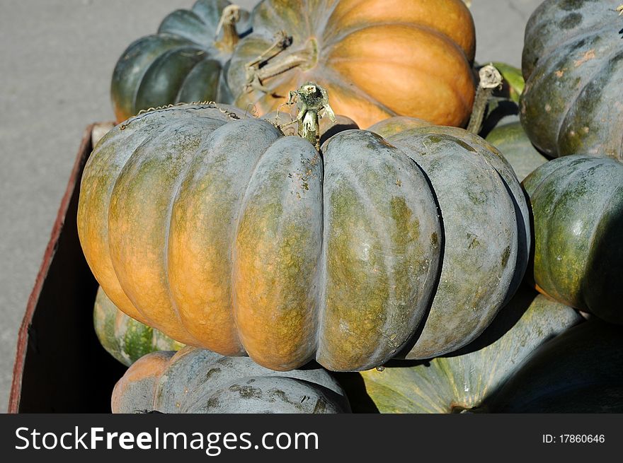 Gorgeous large green cinderella pumpkin in the autumn sunshine.